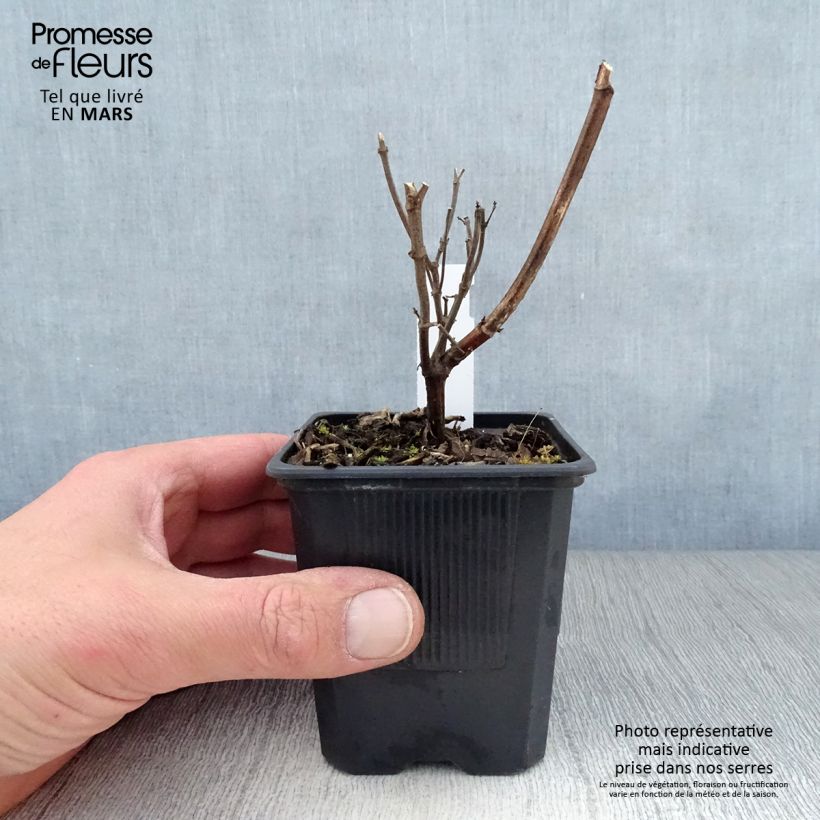 Salvia Wendy's Wish - Salvia arbustiva Vasetto da 8/9 cm esemplare consegnato in primavera