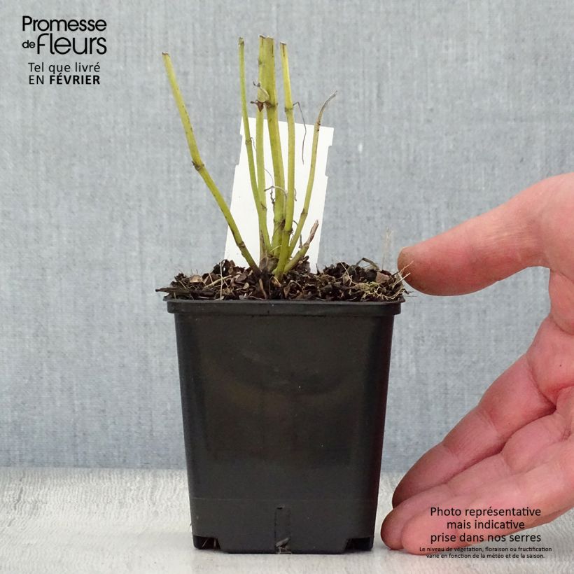 Salvia officinalis Albiflora - Salvia comune Vasetto da 8/9 cm esemplare consegnato in inverno