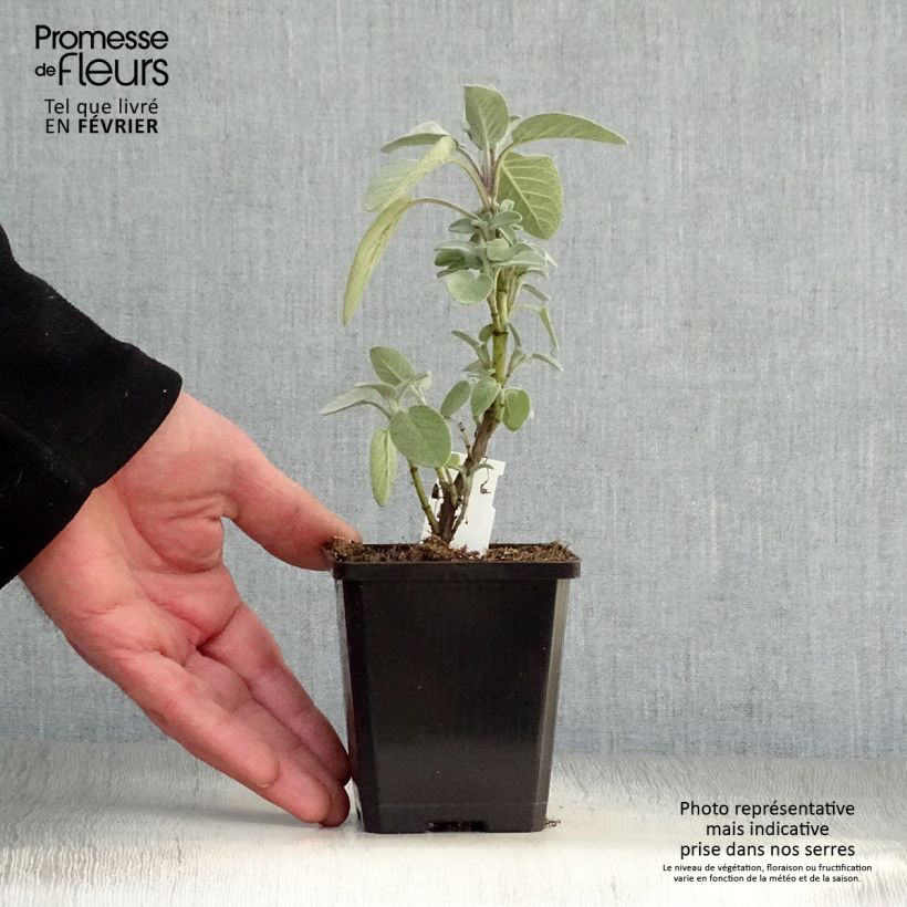 Salvia officinalis Berggarten - Salvia comune Vasetto da 8/9 cm esemplare consegnato in inverno
