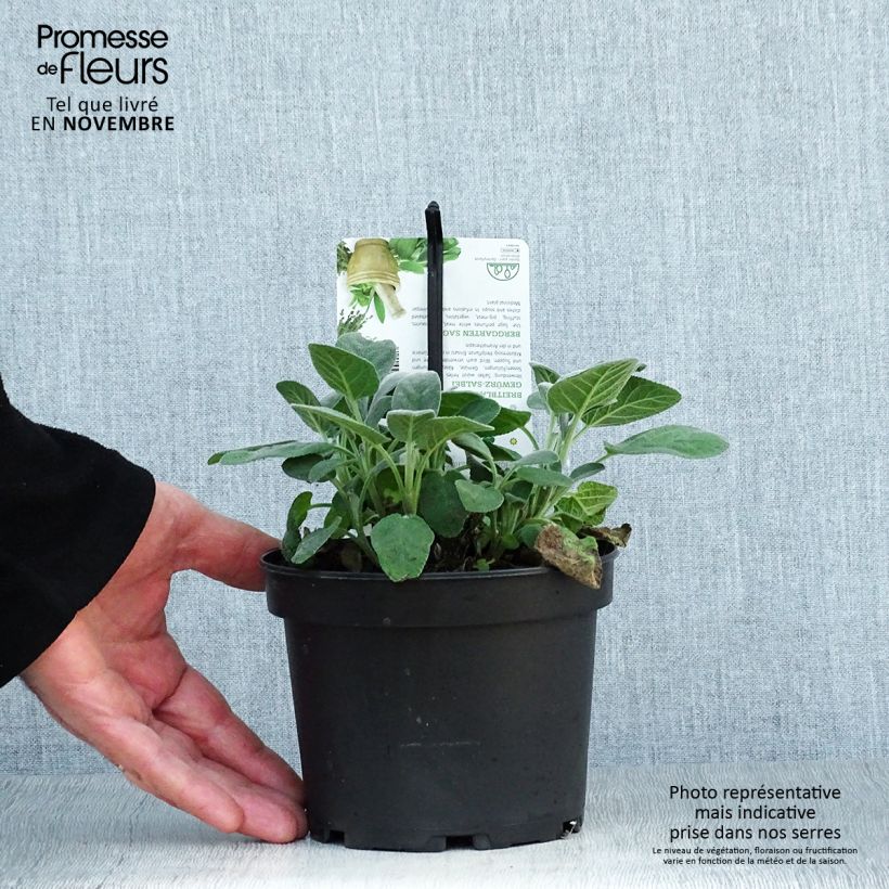 Esemplare di Salvia officinalis Berggarten - Salvia comune Vaso da 1,5L/2L come consegnato in autunno