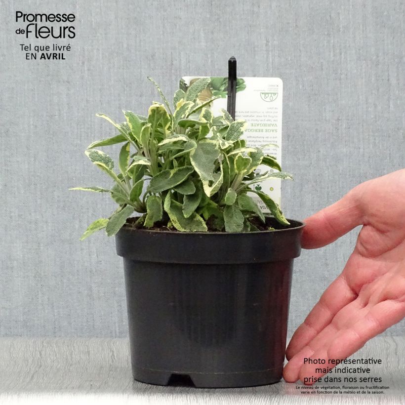 Salvia officinalis Berggarten Variegated - Salvia comune Vaso da 1,5L/2L esemplare consegnato in primavera