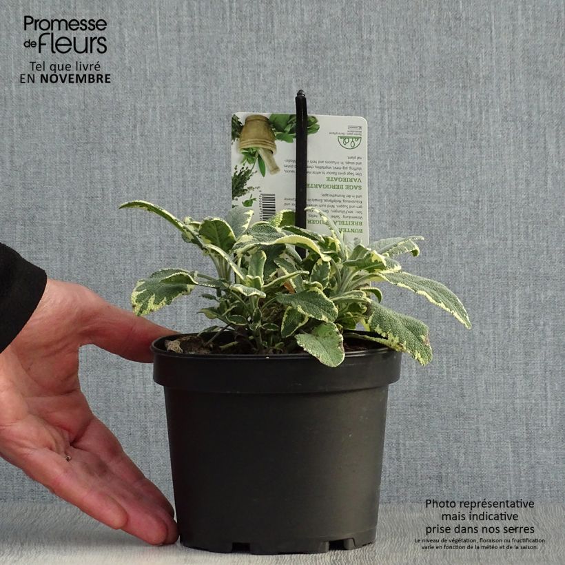 Esemplare di Salvia officinalis Berggarten Variegated - Salvia comune Vaso da 1,5L/2L come consegnato in autunno