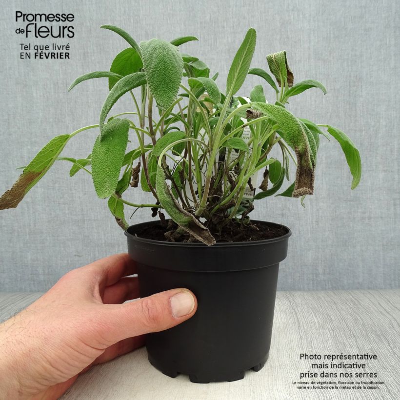 Salvia officinalis Elephant Ear - Salvia comune Vaso da 1,5L/2L esemplare consegnato in inverno