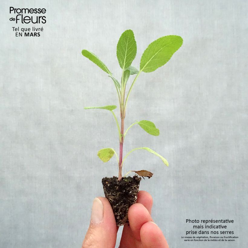 Salvia officinalis Grower's Friend - Salvia comune mini zolla... esemplare consegnato in primavera