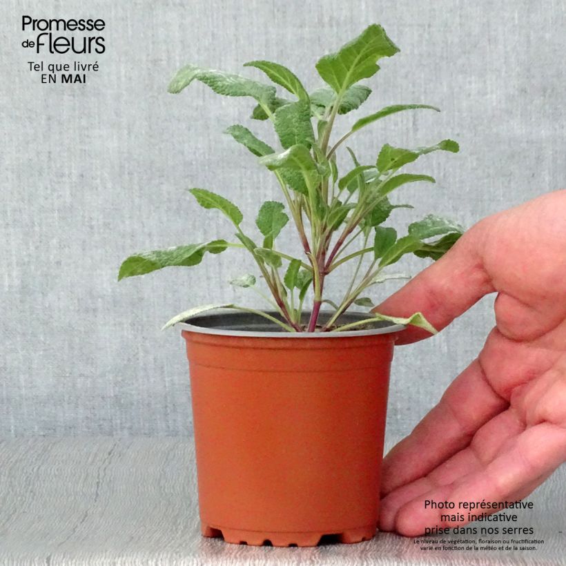 Salvia officinalis Grower's Friend - Salvia comune Vasetto da 8/9 cm esemplare consegnato in primavera