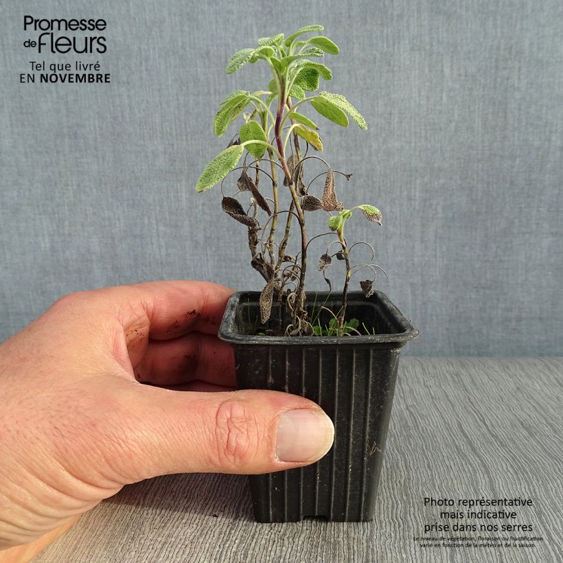 Esemplare di Salvia officinalis Aurea - Salvia comune Vasetto da 7/8 cm come consegnato in autunno