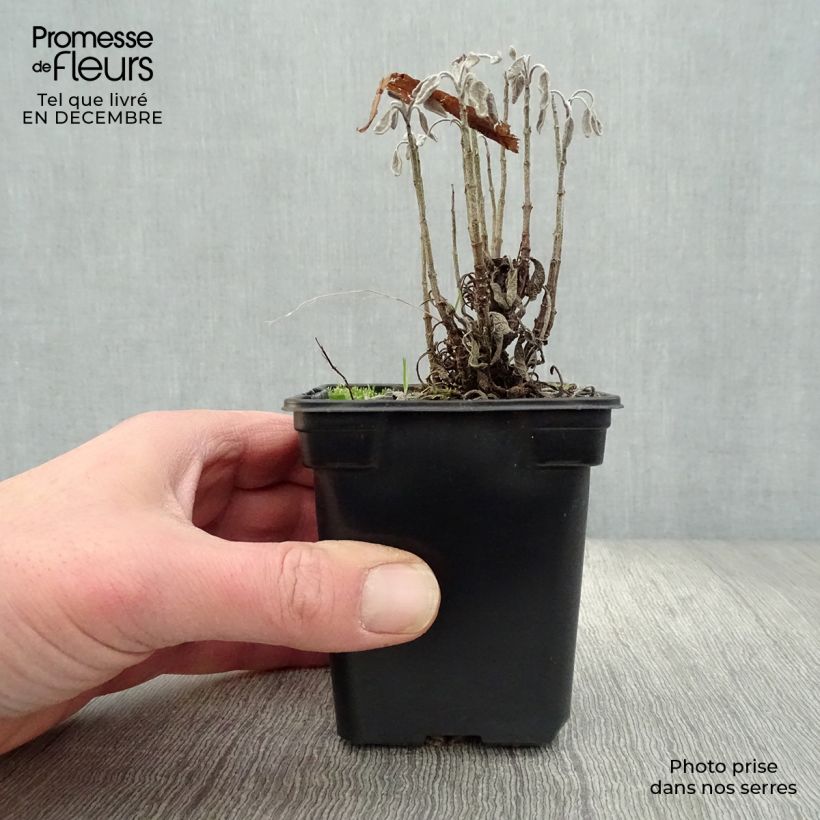 Salvia officinalis Aurea - Salvia comune Vasetto da 7/8 cm esemplare consegnato in inverno