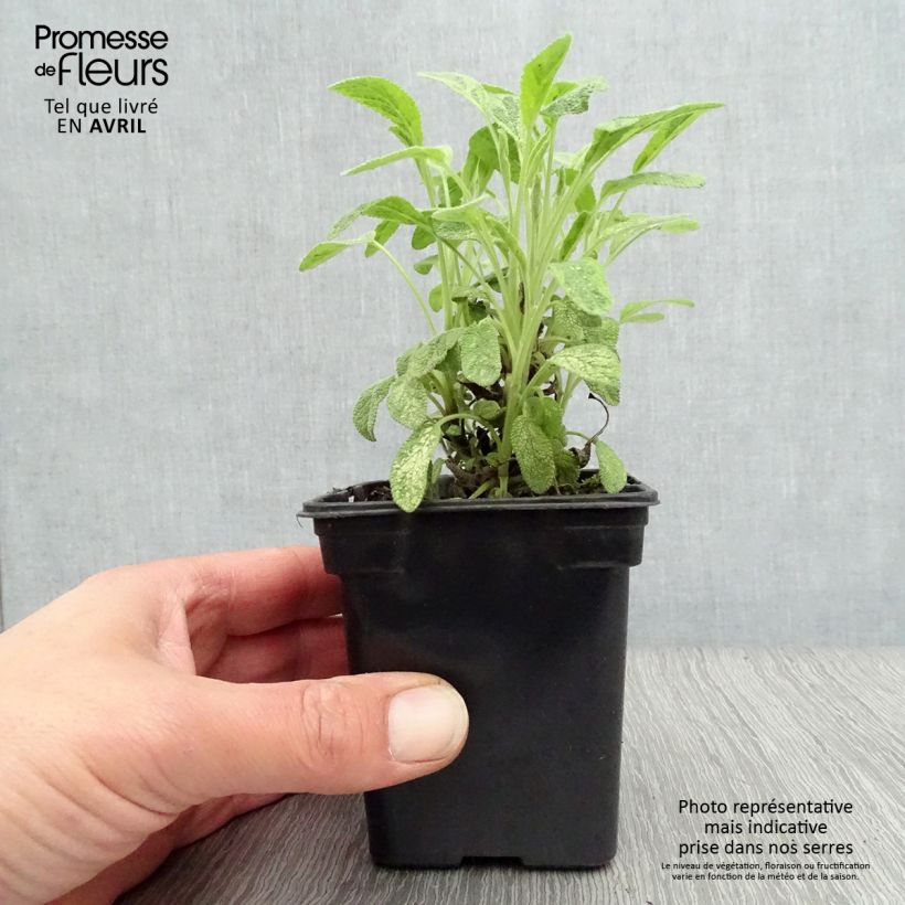 Salvia officinalis Aurea - Salvia comune Vasetto da 7/8 cm esemplare consegnato in primavera