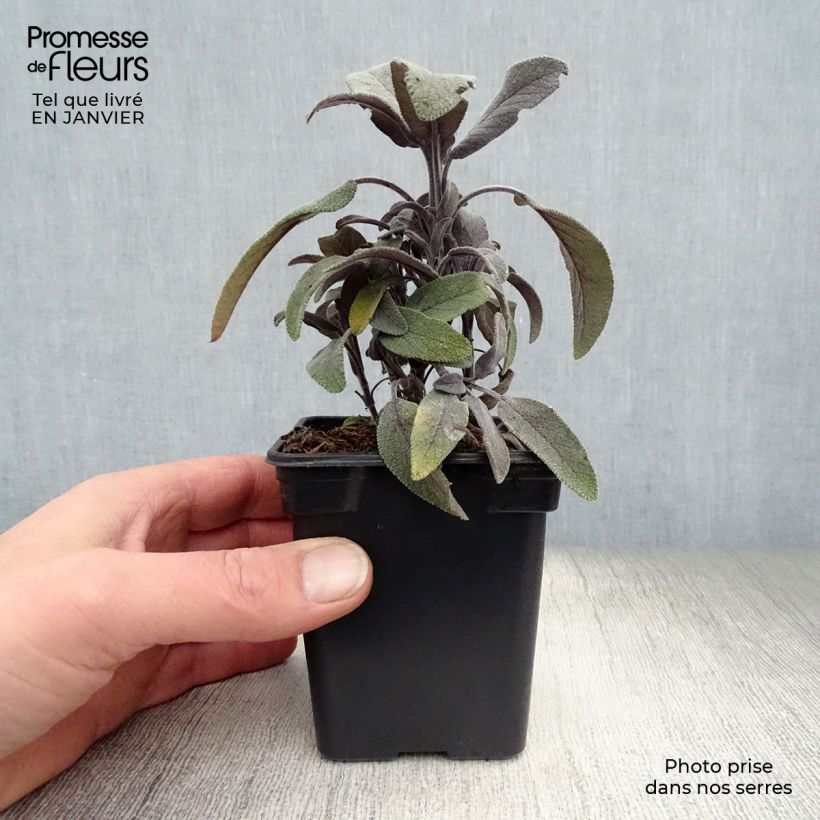 Salvia officinalis Purpurascens - Salvia comune Vasetto da 7/8 cm esemplare consegnato in inverno