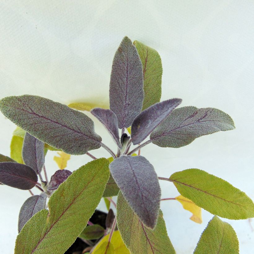 Salvia officinalis Purpurascens - Salvia comune (Fogliame)