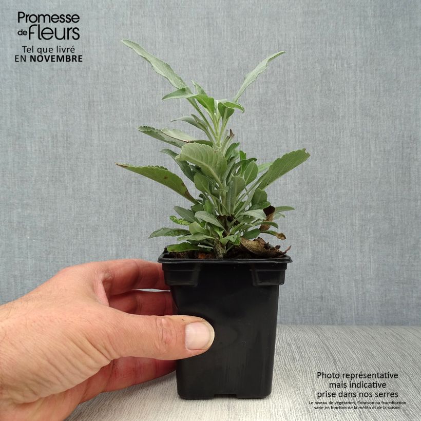 Esemplare di Salvia officinalis - Salvia comune Vasetto da 8/9 cm come consegnato in autunno