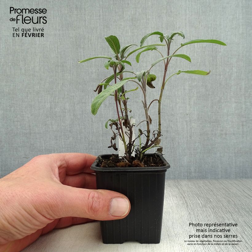 Salvia officinalis - Salvia comune Vasetto da 8/9 cm esemplare consegnato in inverno