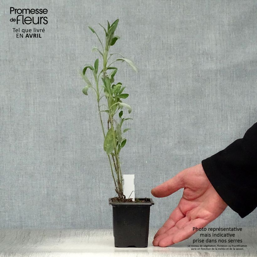 Salvia officinalis - Salvia comune Vasetto da 8/9 cm esemplare consegnato in primavera