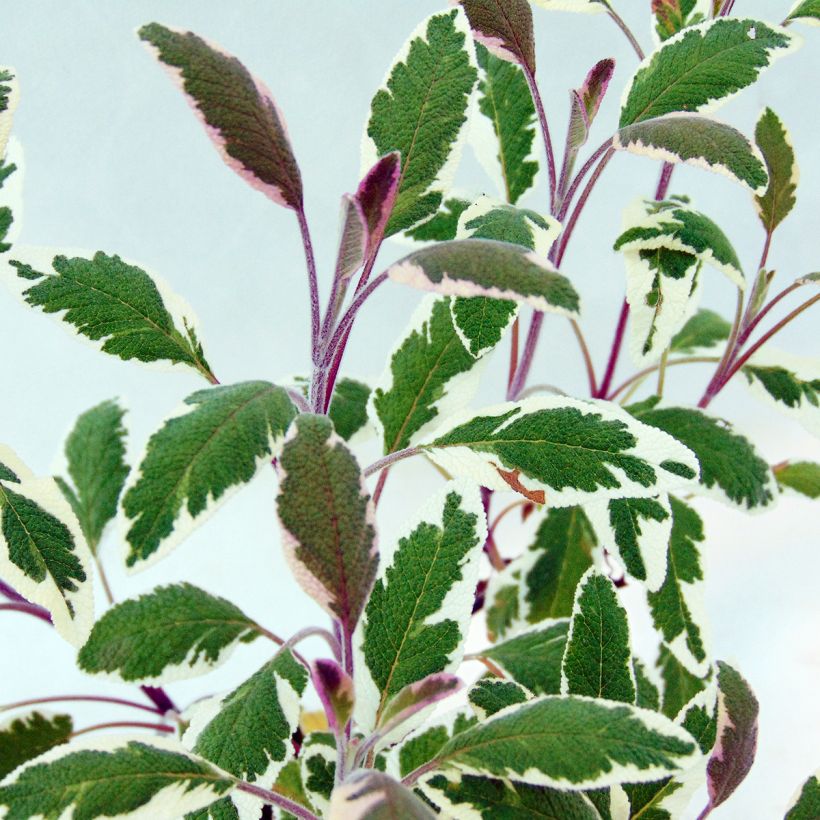 Salvia officinalis Tricolor - Salvia comune (Fogliame)