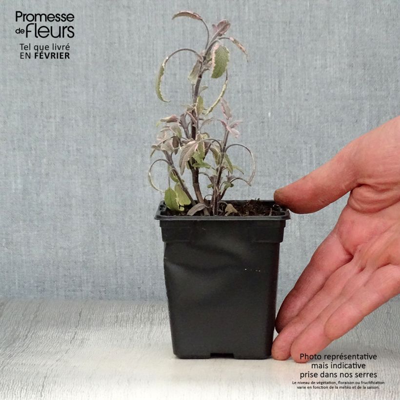 Salvia officinalis Tricolor - Salvia comune Vasetto da 7/8 cm esemplare consegnato in inverno