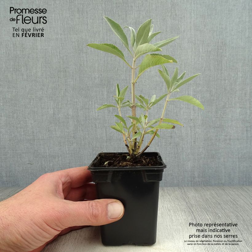 Salvia apiana - Salvia bianca Vasetto da 7/8 cm esemplare consegnato in inverno