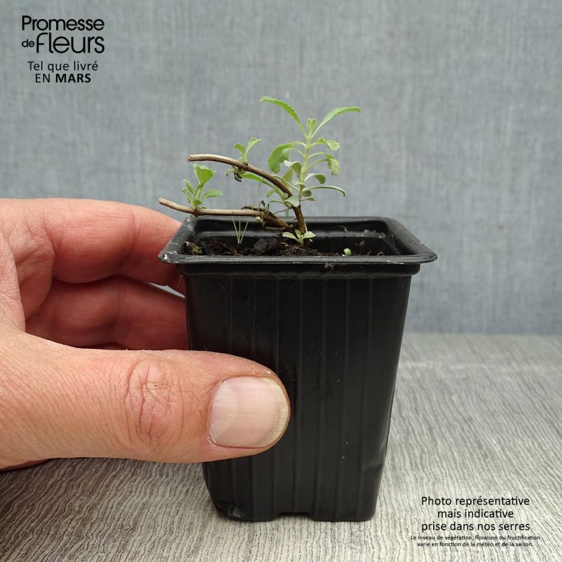 Salvia apiana - Salvia bianca Vasetto da 7/8 cm esemplare consegnato in primavera