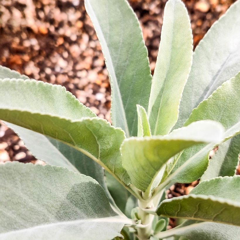 Salvia apiana - Salvia bianca (Fogliame)