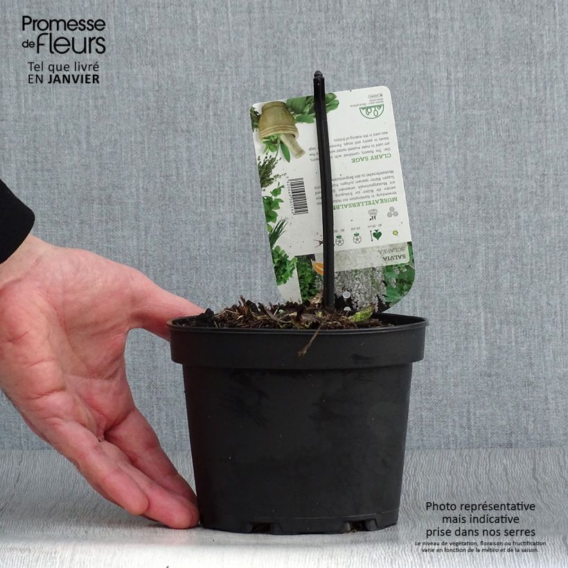 Salvia sclarea - Salvia moscatella Vasetto da 8/9 cm esemplare consegnato in inverno