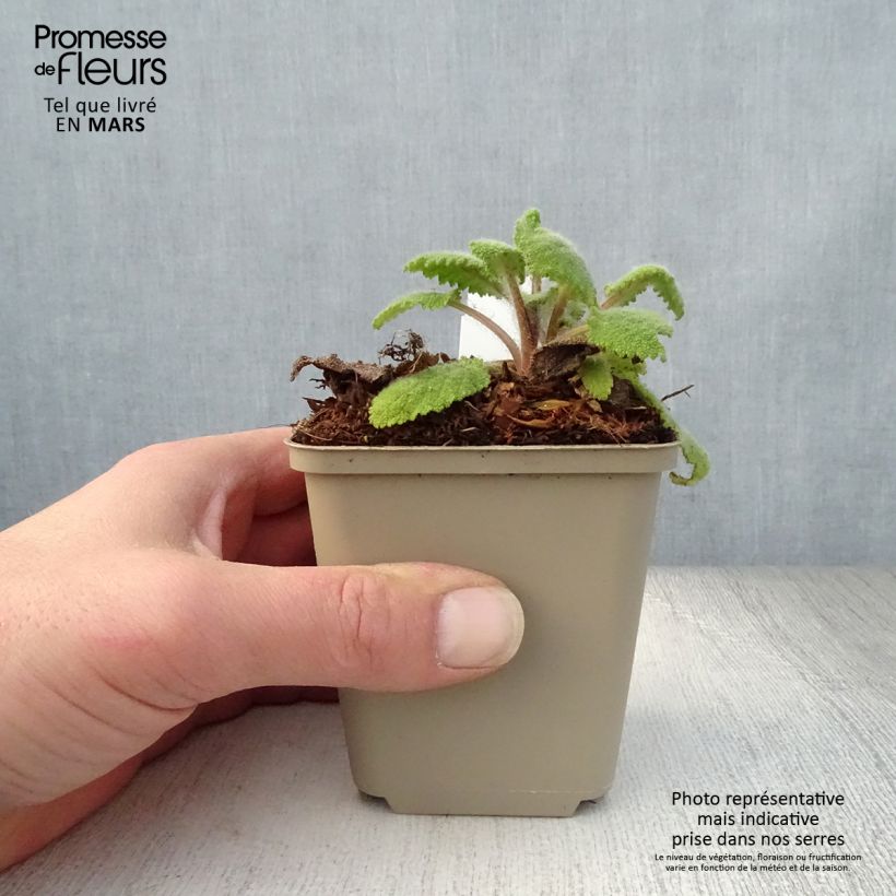 Salvia sclarea Vatican White - Salvia moscatella Vasetto da 8/9 cm esemplare consegnato in primavera