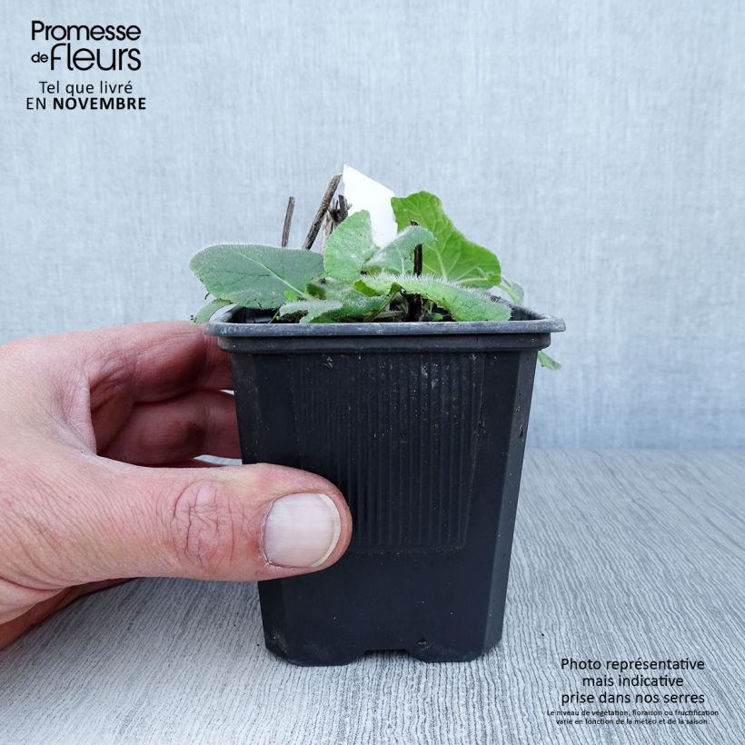 Esemplare di Salvia verticillata Endless Love - Salvia spuria Vasetto da 8/9 cm come consegnato in autunno