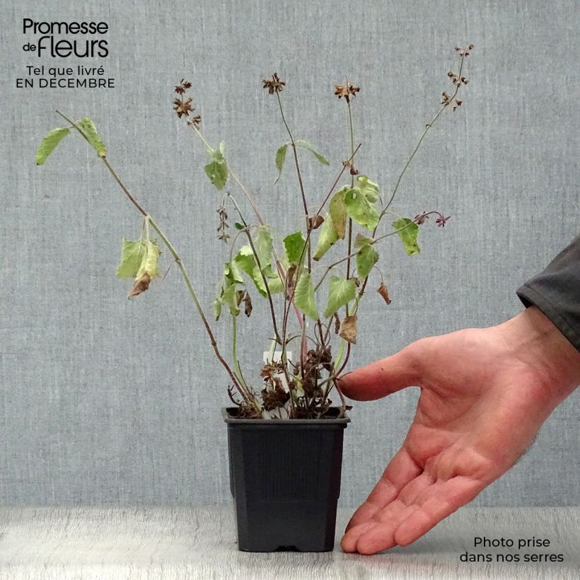 Salvia verticillata Endless Love - Salvia spuria Vasetto da 8/9 cm esemplare consegnato in inverno