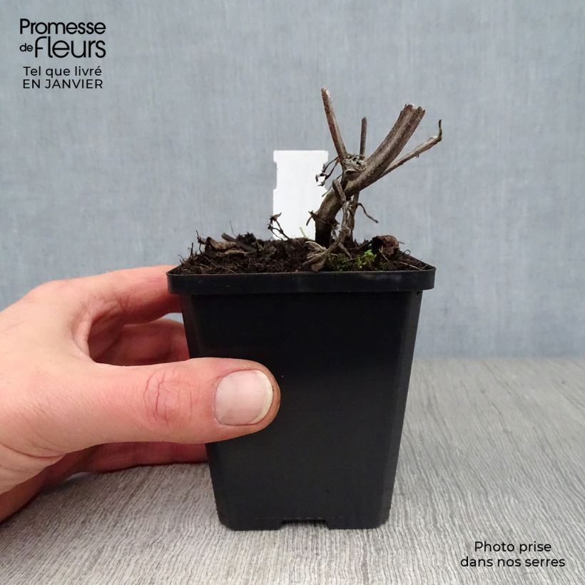 Salvia verticillata Purple Rain - Salvia spuria Vasetto da 8/9 cm esemplare consegnato in inverno