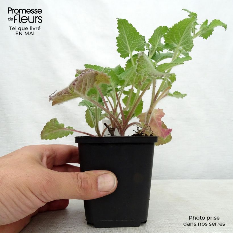 Salvia verticillata Purple Rain - Salvia spuria Vasetto da 8/9 cm esemplare consegnato in primavera