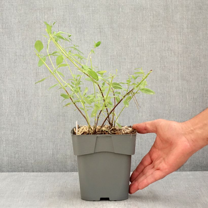 Esemplare di Salvia greggii Amethyst Lips Vaso da 2L/3L consegnato in estate