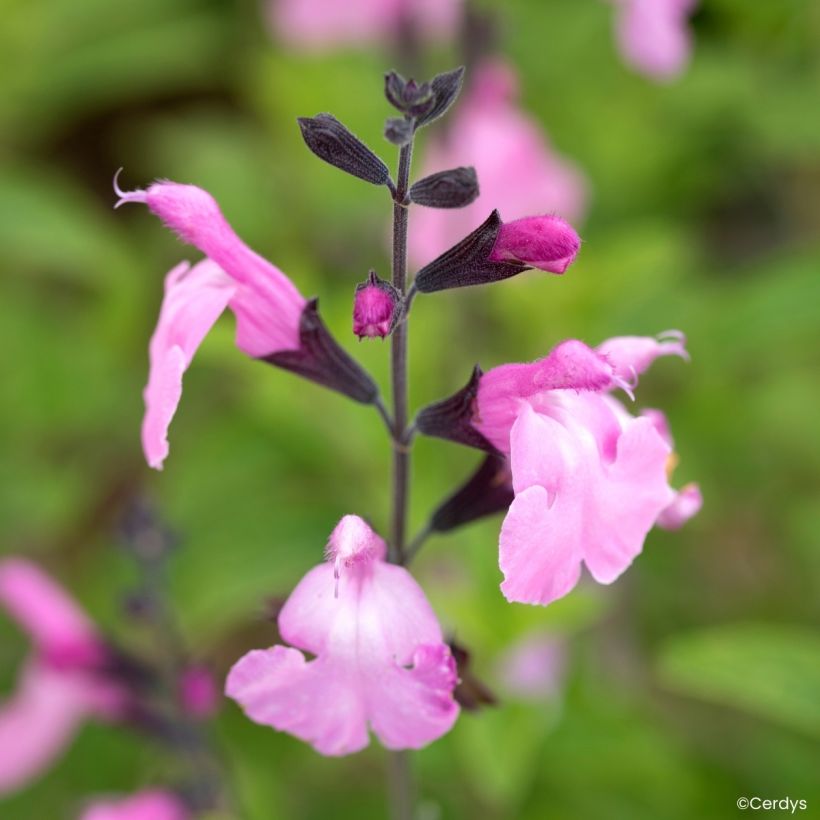 Salvia jamensis Malabar - Salvia arbustiva (Fioritura)