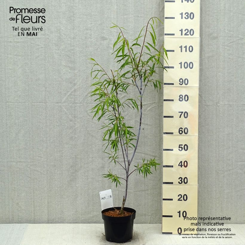 Salix acutifolia Blue Streak Vaso da 3L/4L esemplare consegnato in primavera