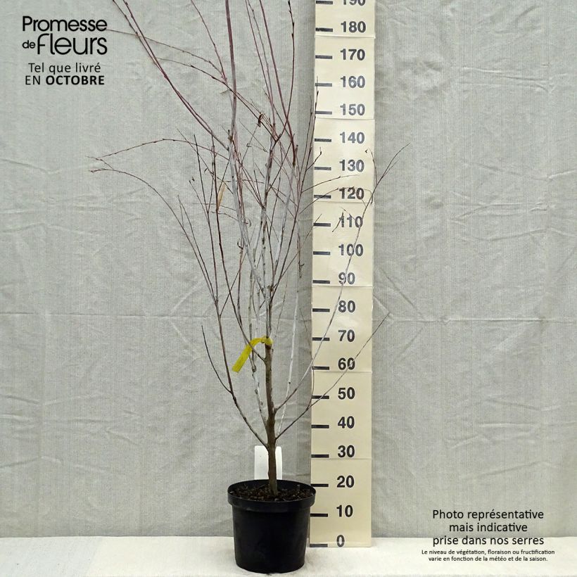 Esemplare di Salix acutifolia Blue Streak Vaso da 7,5L/10L come consegnato in autunno