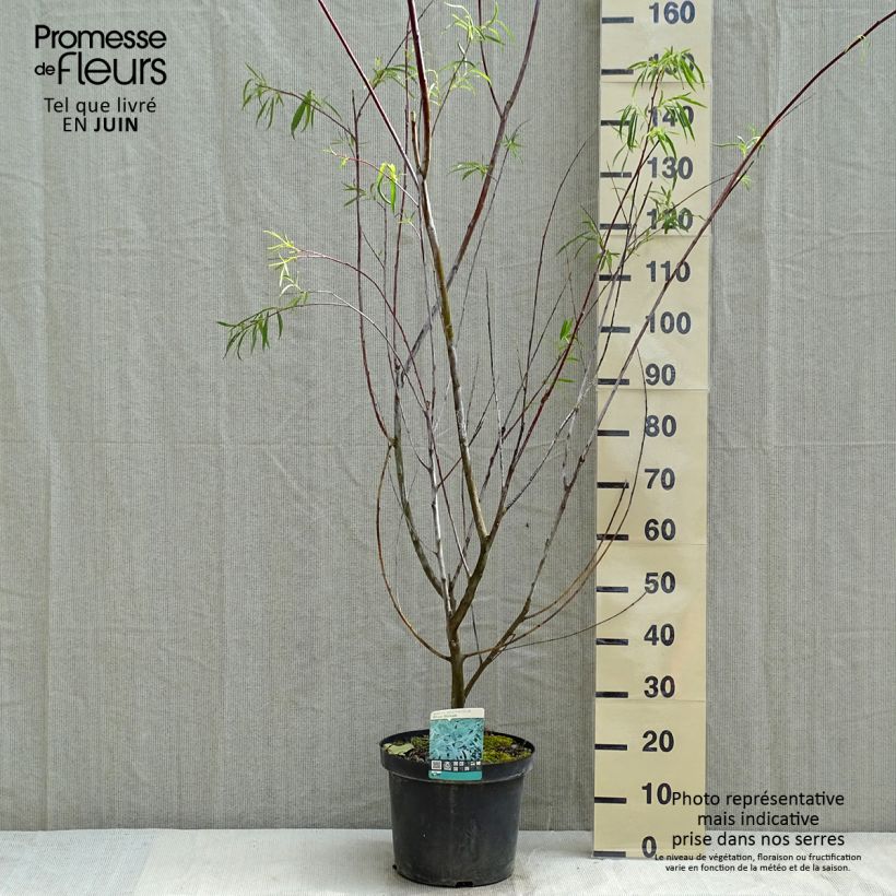 Salix acutifolia Blue Streak Vaso da 7,5L/10L esemplare consegnato in primavera
