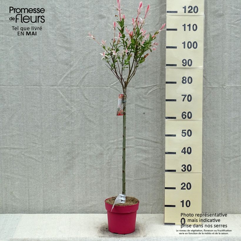 Salix integra Flamingo Vaso da 2L/3L esemplare consegnato in primavera