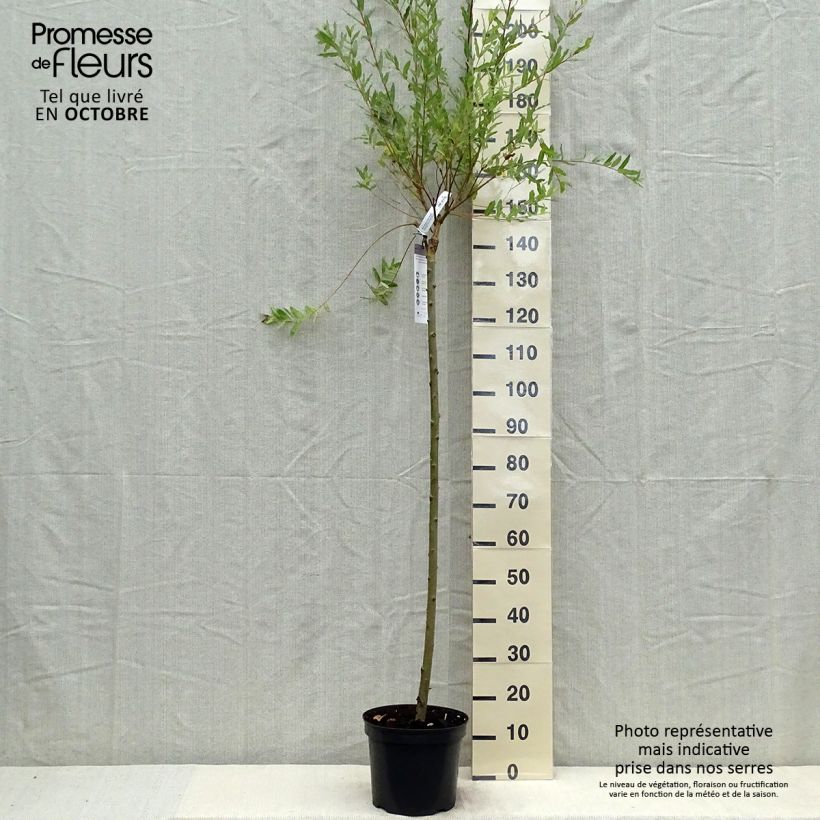 Esemplare di Salix integra Hakuro Nishiki Vaso da 7,5L/10L come consegnato in autunno