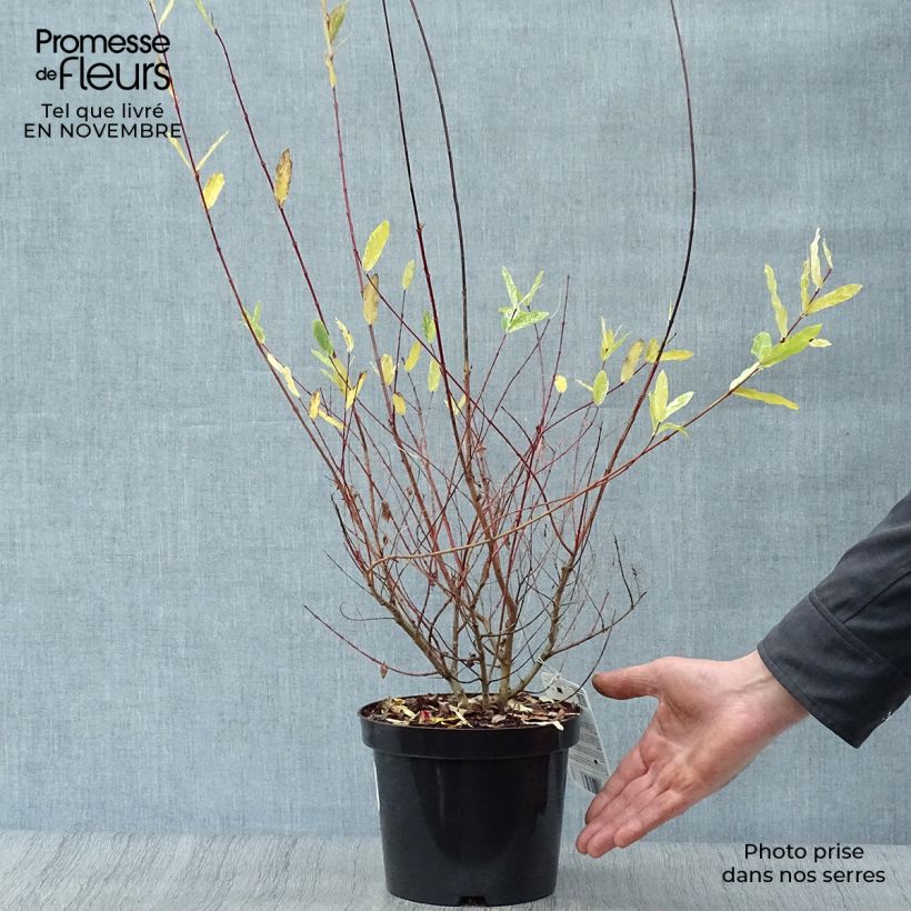 Esemplare di Salix integra Hakuro Nishiki Vaso da 2L/3L come consegnato in autunno