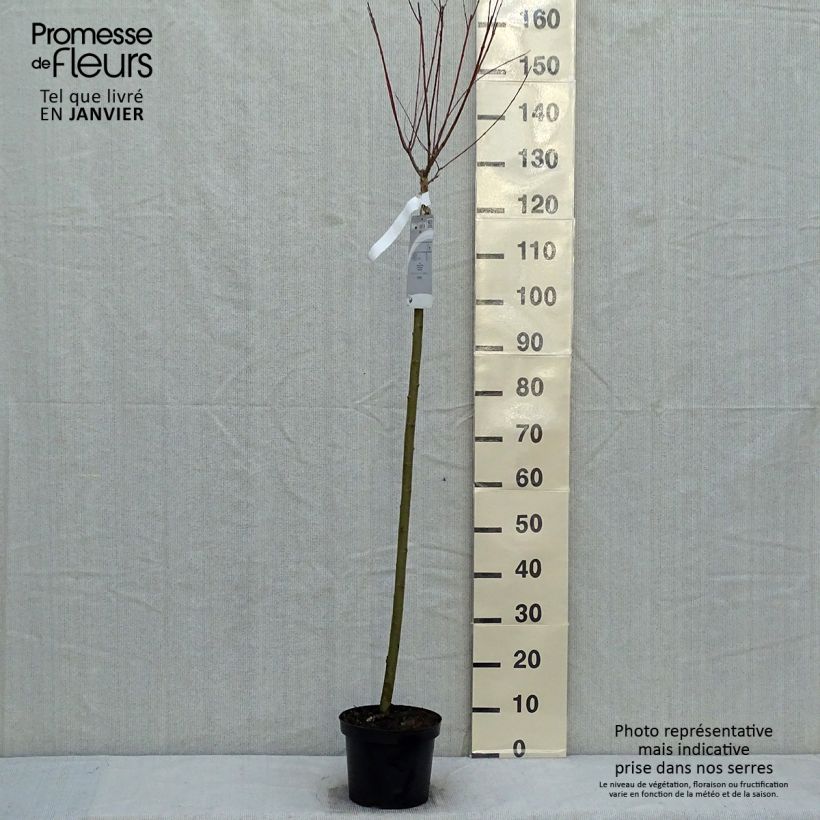 Salix integra Hakuro Nishiki Vaso da 4L/5L esemplare consegnato in inverno