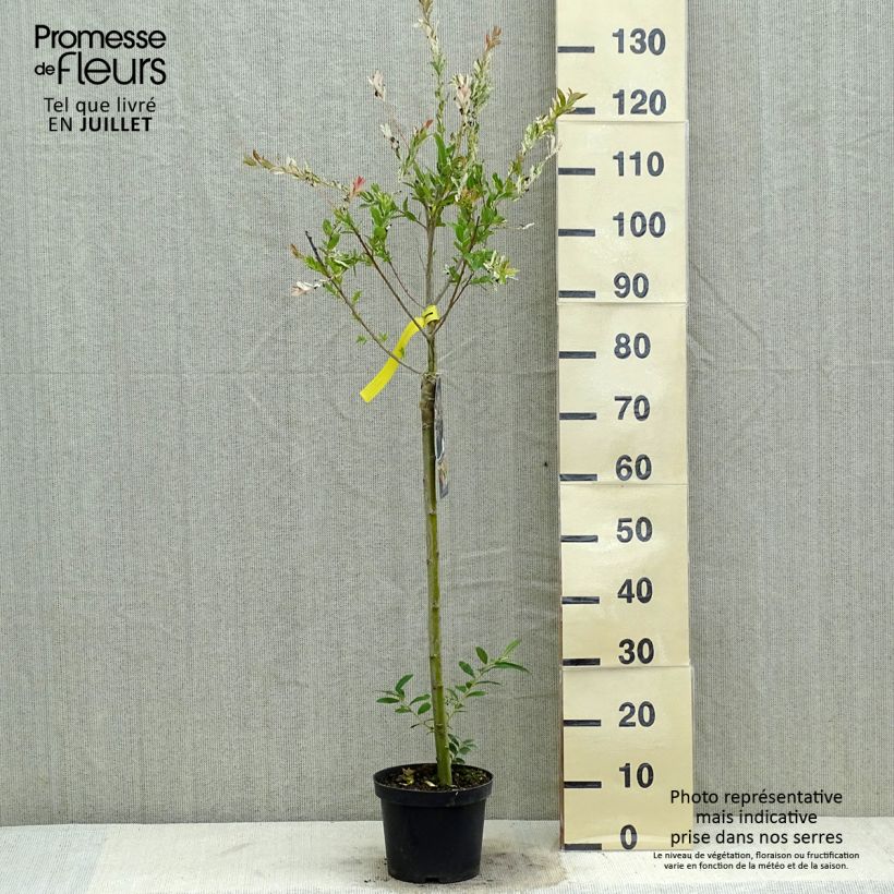 Esemplare di Salix integra Hakuro Nishiki Vaso da 2L/3L, Vaso impalcato consegnato in estate