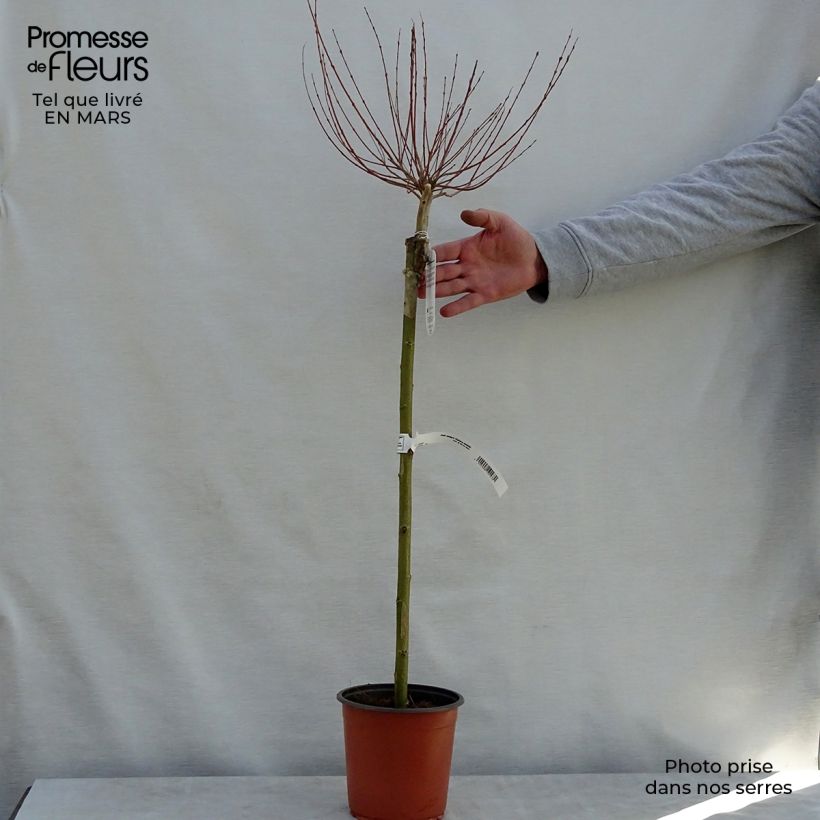 Salix integra Hakuro Nishiki Vaso da 2L/3L, Vaso impalcato esemplare consegnato in primavera