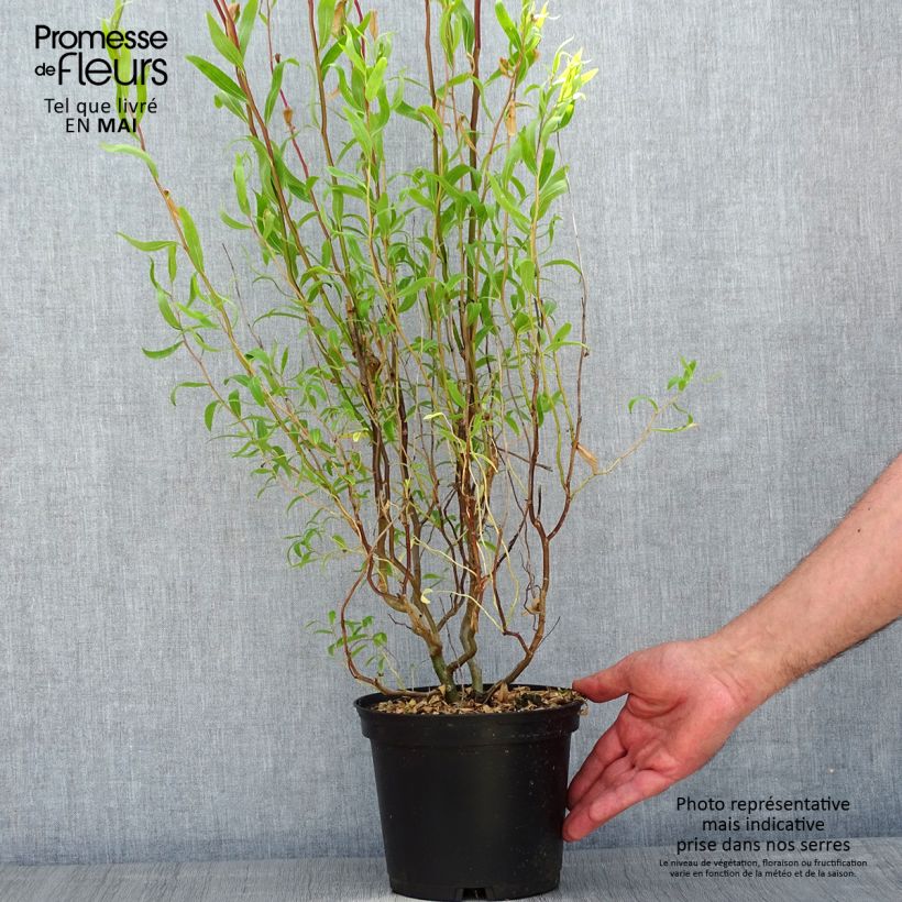 Salix matsudana Tortuosa - Salice piangente Vaso da 2L/3L esemplare consegnato in primavera