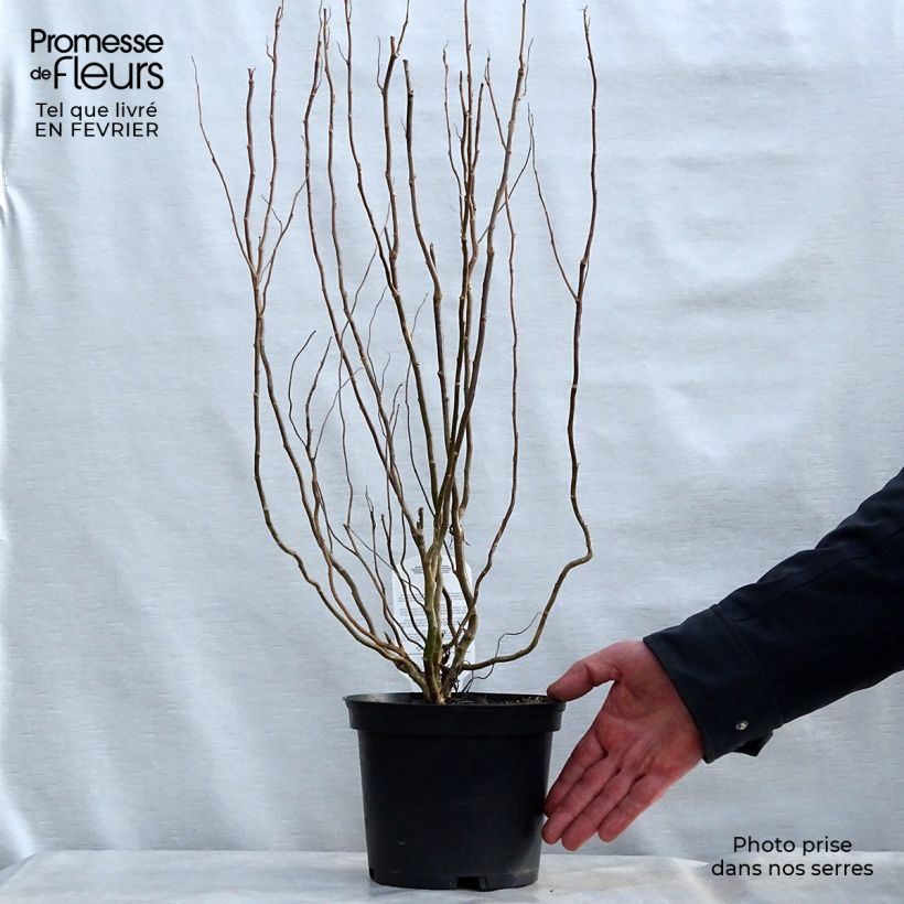 Salix matsudana Tortuosa - Salice piangente Vaso da 2L/3L esemplare consegnato in inverno