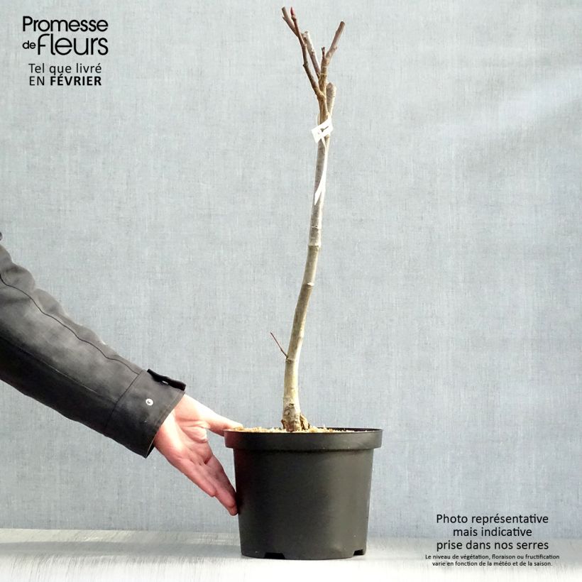 Salix magnifica Vaso da 4L/5L esemplare consegnato in inverno