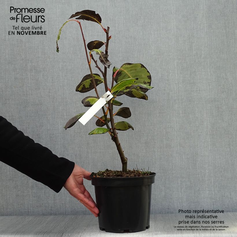 Esemplare di Salix magnifica Vaso da 4L/5L come consegnato in autunno