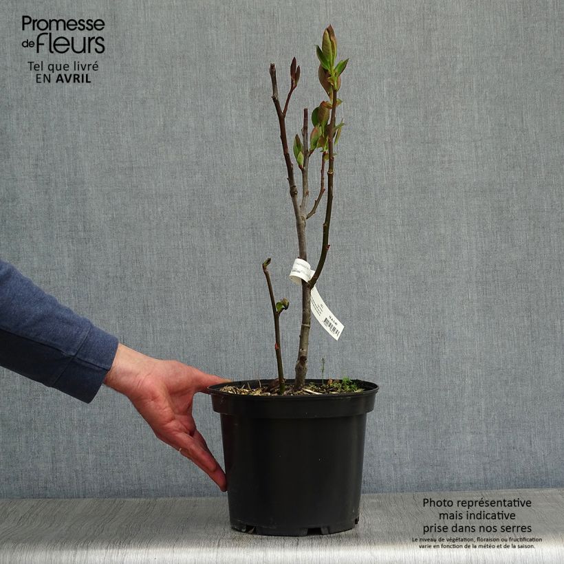 Salix magnifica Vaso da 4L/5L esemplare consegnato in primavera