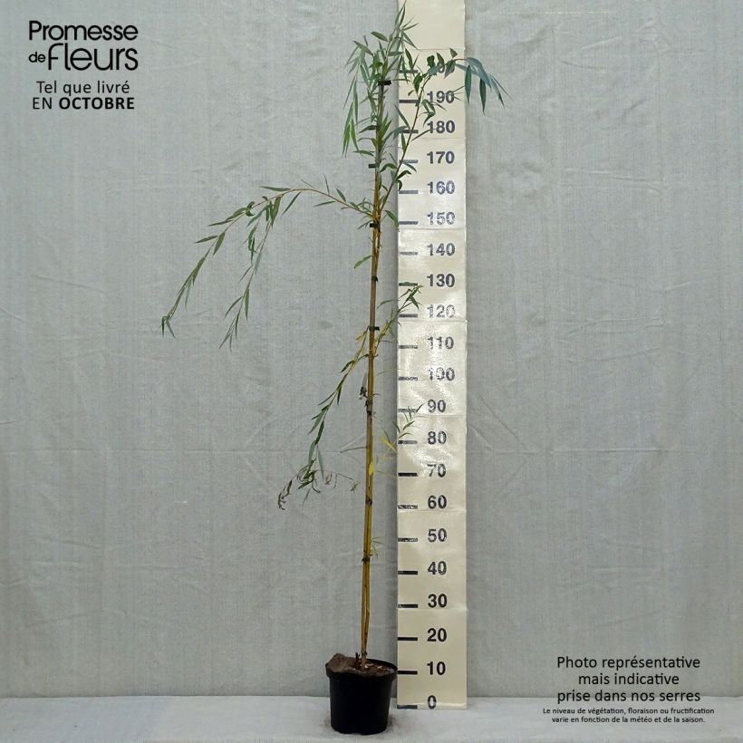 Esemplare di Salix alba Tristis - Salice bianco Vaso da 4L/5L come consegnato in autunno