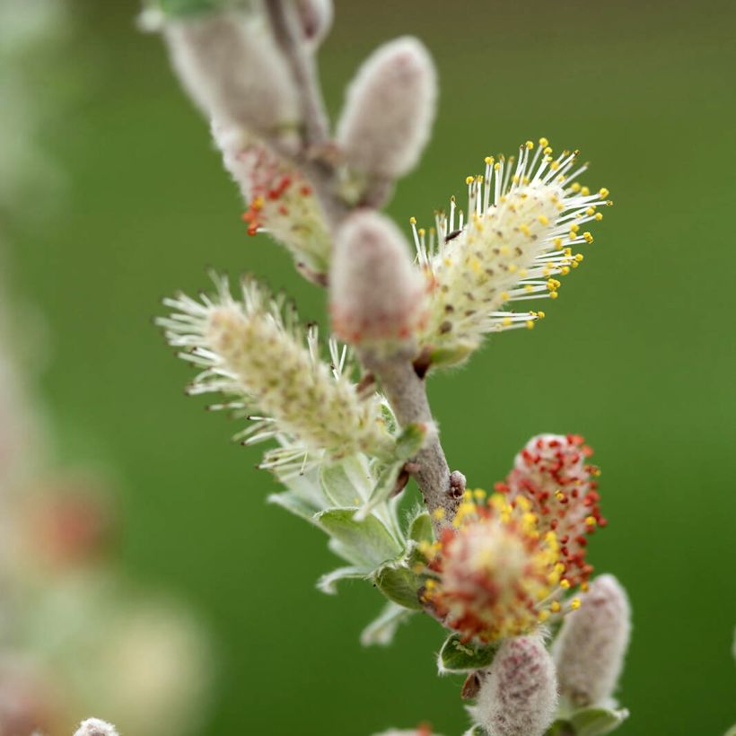 Salix candida Iceberg Alley (Fioritura)