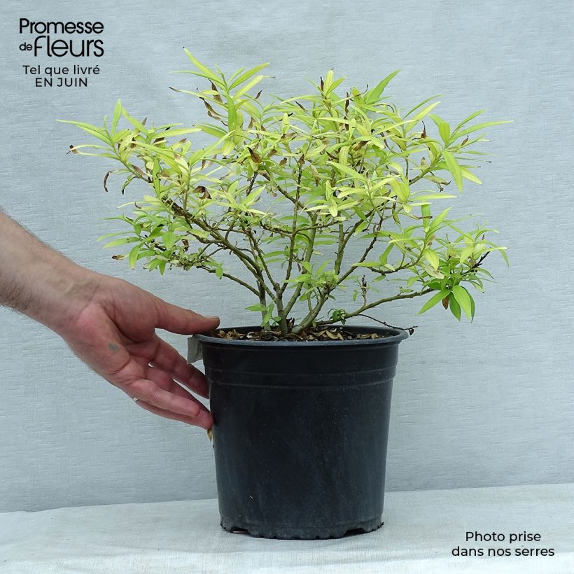 Esemplare di Salix sachalinensis Golden Sunshine - Salice dorato Vaso da 4L/5L consegnato in estate