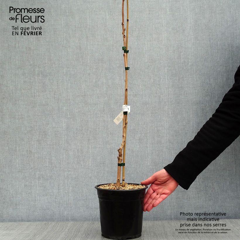 Koelreuteria paniculata Coral Sun - Albero della pioggia dorata Vaso da 3L/4L esemplare consegnato in inverno