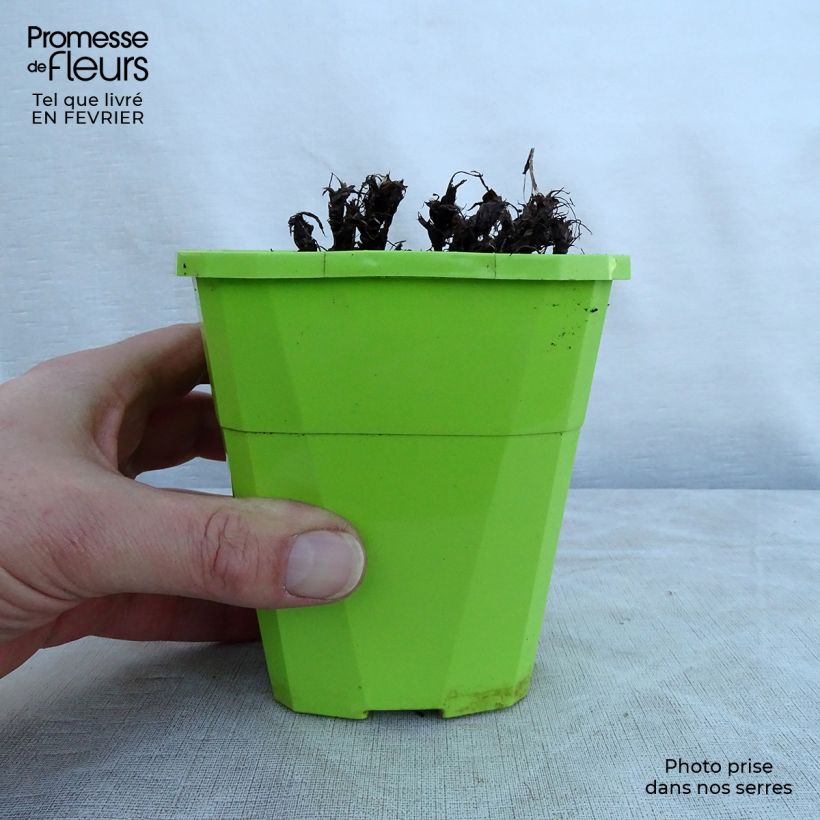 Saxifraga OPERA Orpheus Vaso da 1L/1,5L esemplare consegnato in inverno