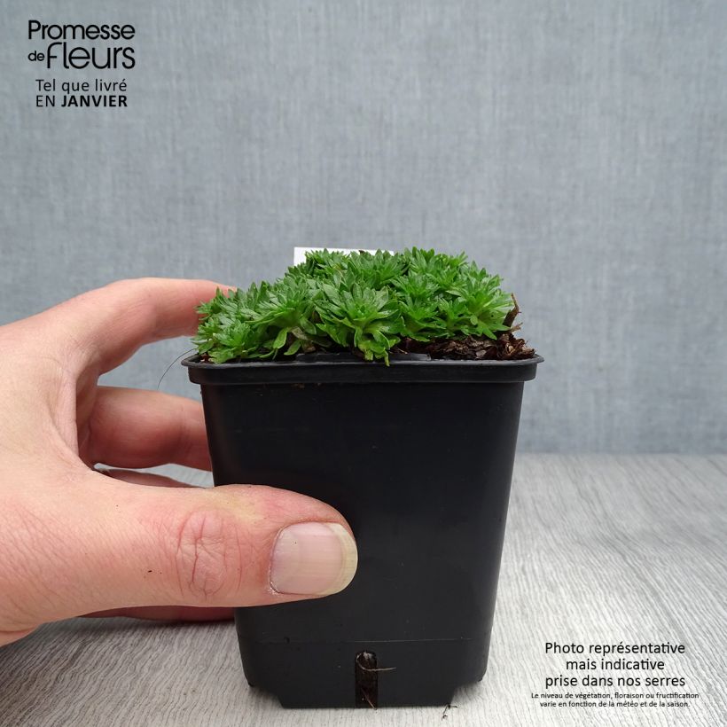 Saxifraga arendsii Compactum - Sassifraga Vasetto da 8/9 cm esemplare consegnato in inverno